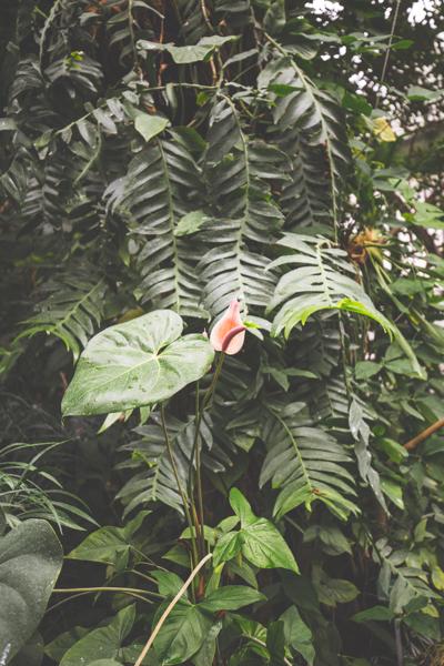 Le Jardin des Plantes